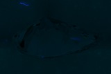 Fluorescence