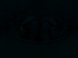 Fluorescence