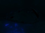 Fluorescence