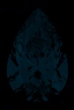 Face-up Fluorescence