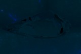 Fluorescence