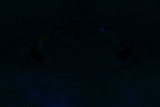 Fluorescence