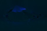 Fluorescence