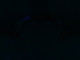Fluorescence