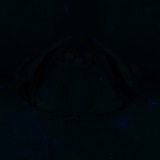 Fluorescence