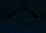 Fluorescence