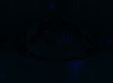 Fluorescence