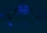 Fluorescence