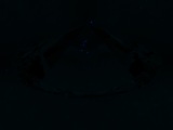 Fluorescence