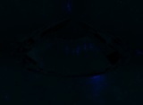 Fluorescence