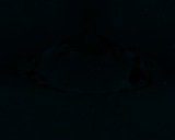 Fluorescence
