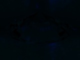 Fluorescence