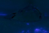 Fluorescence