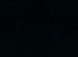 Fluorescence