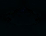 Fluorescence