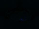 Fluorescence