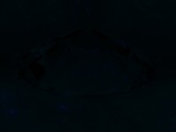Fluorescence