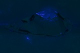 Fluorescence