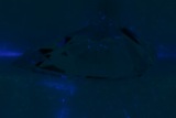 Fluorescence