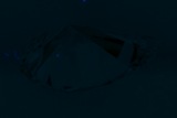 Fluorescence