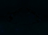 Fluorescence